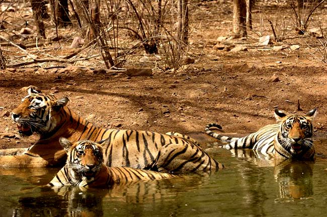 wayanad tour packages