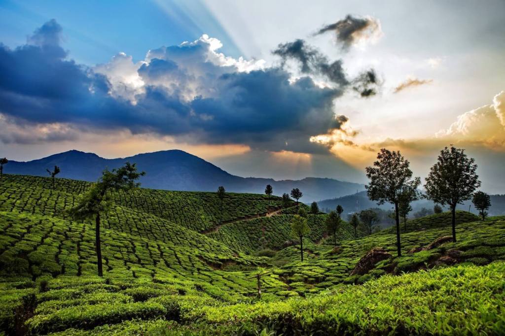 munnar tour packages