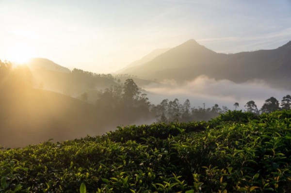 munnar tour packages